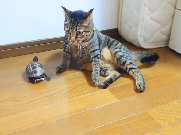 スケボーに乗ったカメ