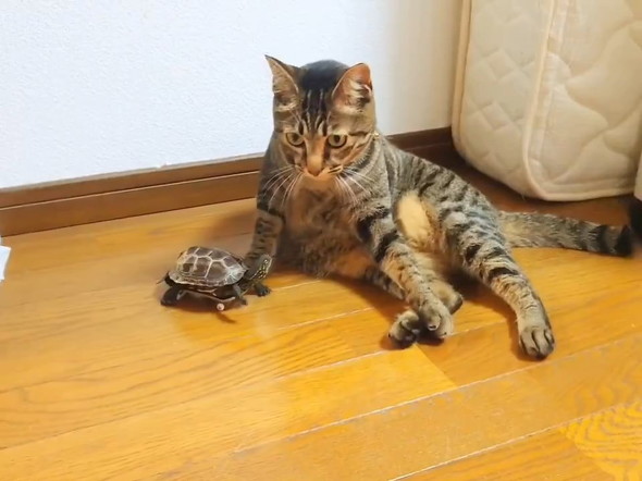 猫を見上げるカメ