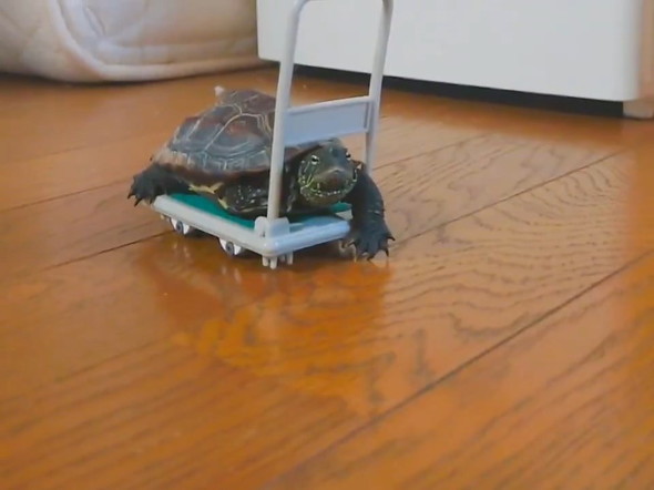 台車に乗ったカメ