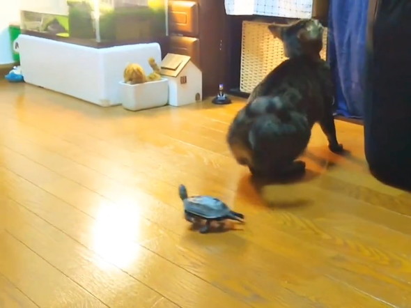 スケボーで走るカメ