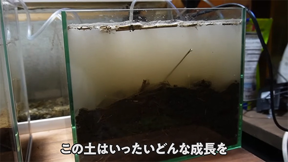 土を水槽に入れた