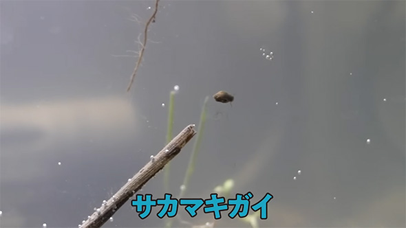 サカマキガイ
