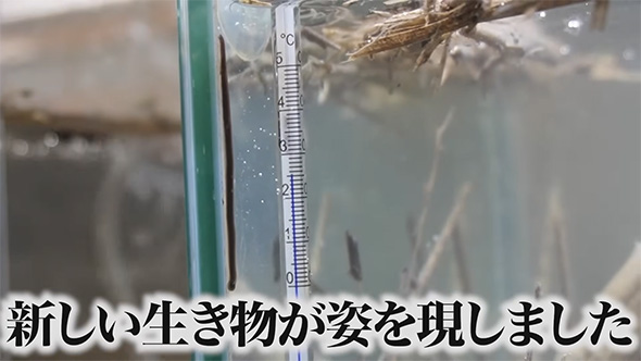 新しい生き物が