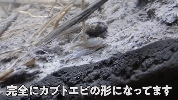完全にカブトエビ