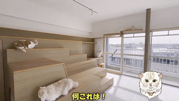 猫のための大階段付き物件