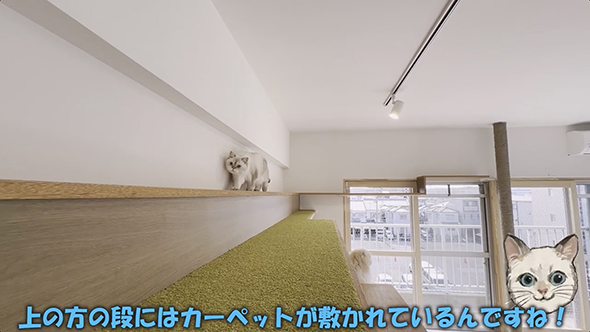 猫のための大階段付き物件