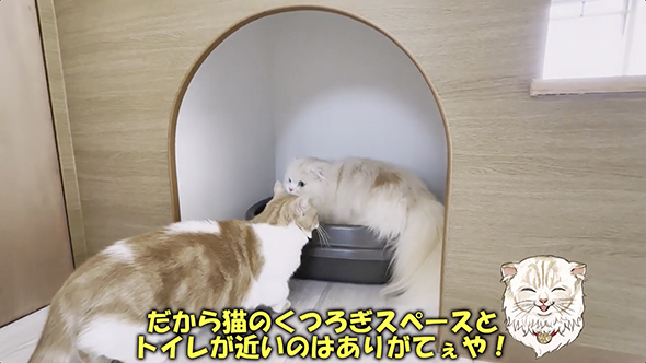 猫のための大階段付き物件