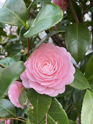 11歳の女の子が感動したもの