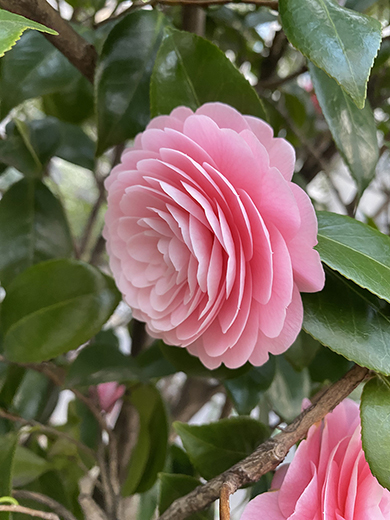 11歳の女の子が感動したもの