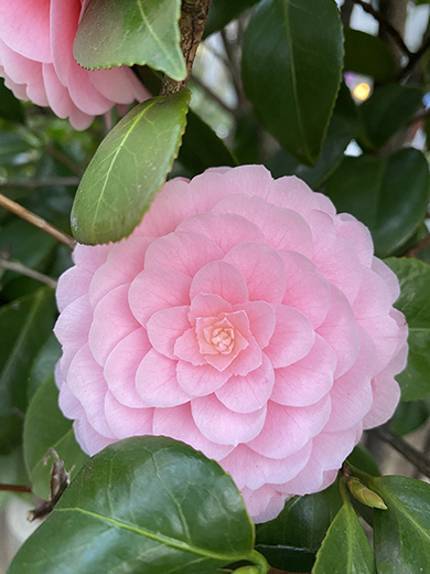 11歳の女の子が感動したもの