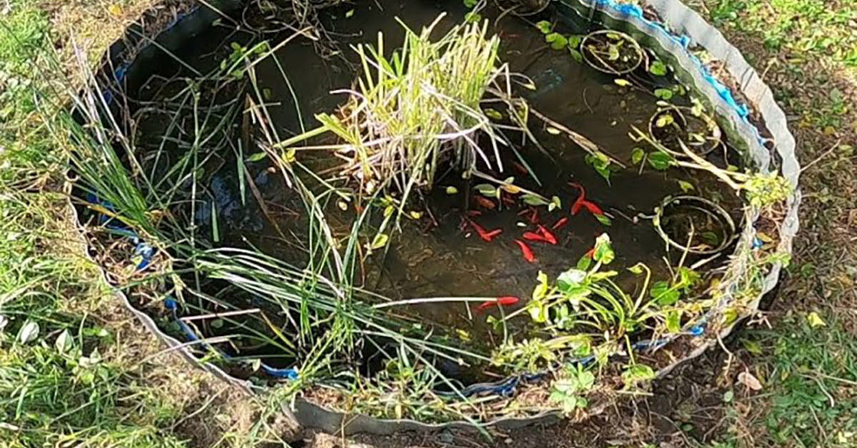 金魚が50匹いる草ボーボーの水槽→1年ぶりに水を抜いたら……　中から出てきた“鯉くらい太い”巨大生物にア然「見応えあった」（1/3） | その他生き物 ねとらぼ