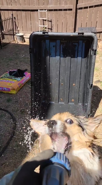 240万回再生されたシャワーの水で遊ぶワンちゃん
