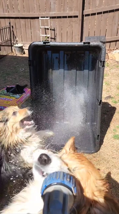 240万回再生されたシャワーの水で遊ぶワンちゃん