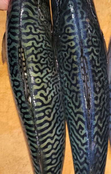 迷路なような柄のサバ