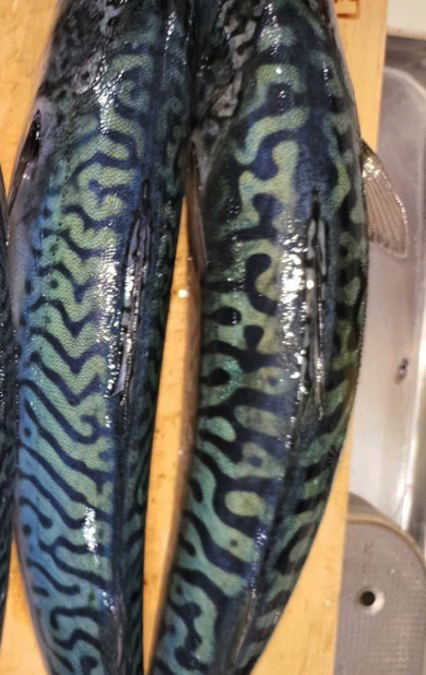 トラ柄を彷彿とさせるサバの模様