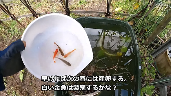 4匹の金魚をタライに