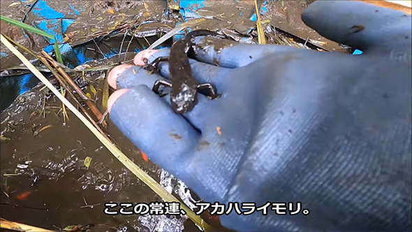 アカハライモリ