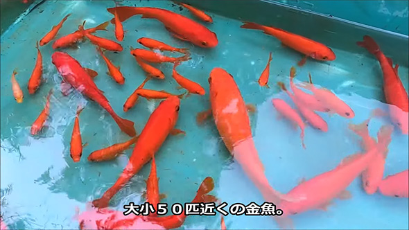50匹ほどの金魚