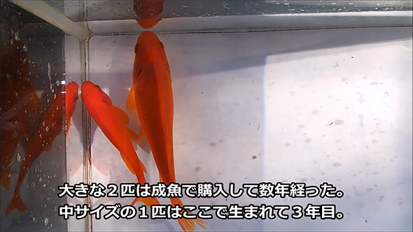 大きな金魚2匹