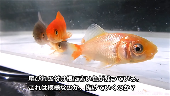 白い金魚