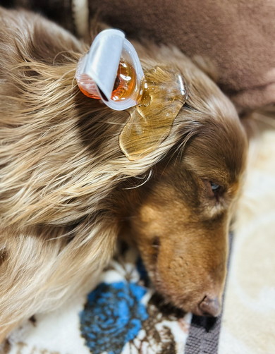 こぼれたガムシロップのペーパーウェイト