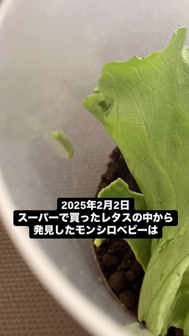 モンシロベビー物語