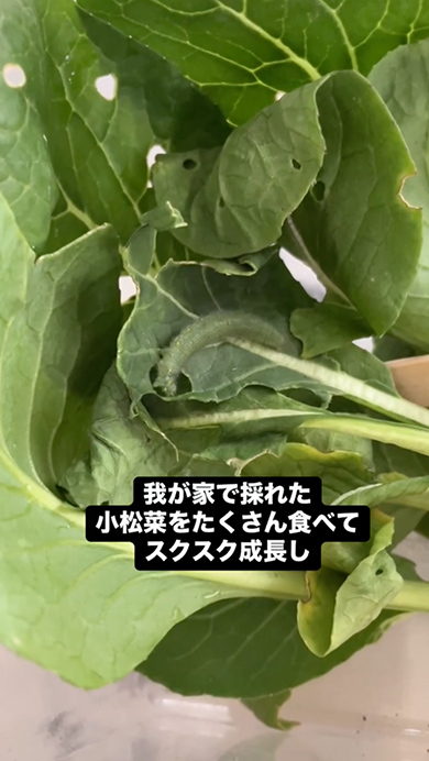 モンシロベビー物語