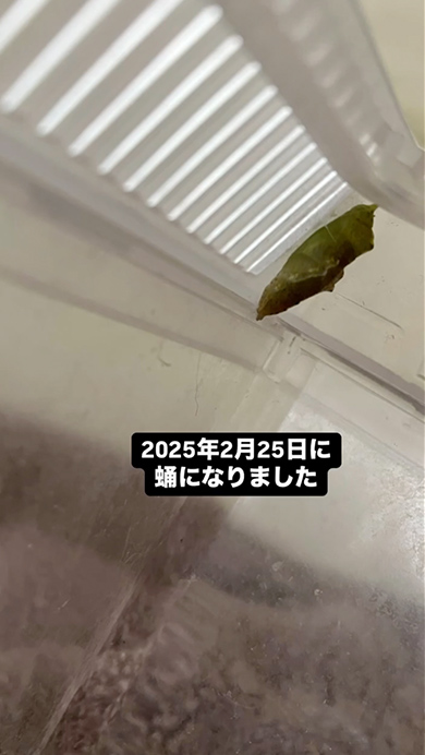 モンシロベビー物語