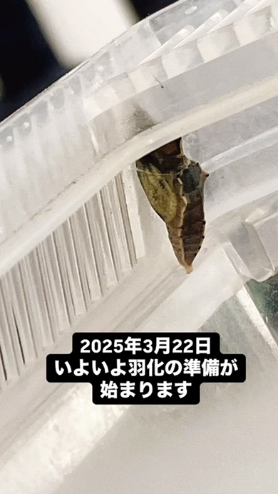 モンシロベビー物語