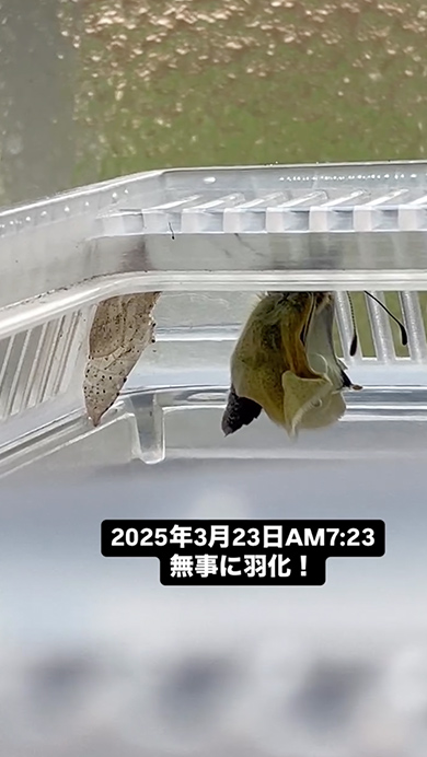 モンシロベビー物語