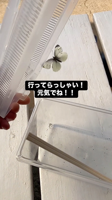 モンシロベビー物語