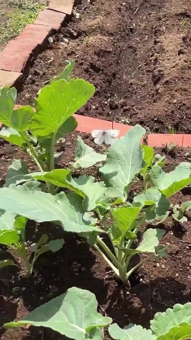 モンシロベビー物語