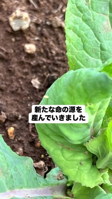 モンシロベビー物語