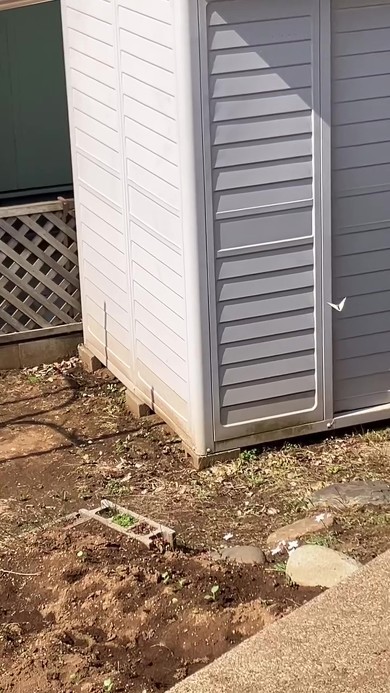 モンシロベビー物語