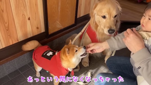 おやつを試食するワンコたち