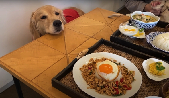 ペット同伴可のレストランでランチ