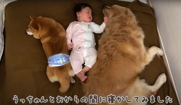 ワンコたちが寝かしつけにチャレンジ