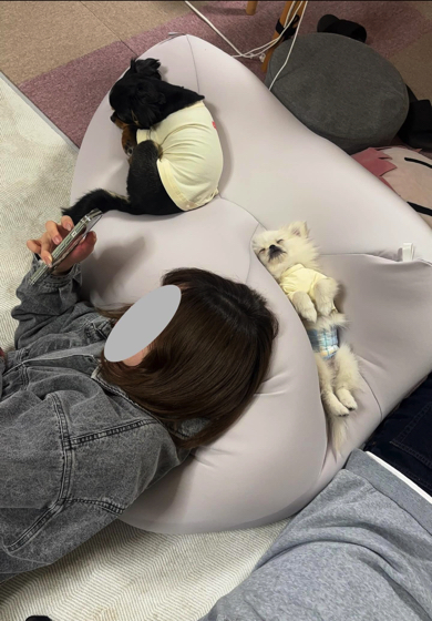 ワンコたちもダメになっていました