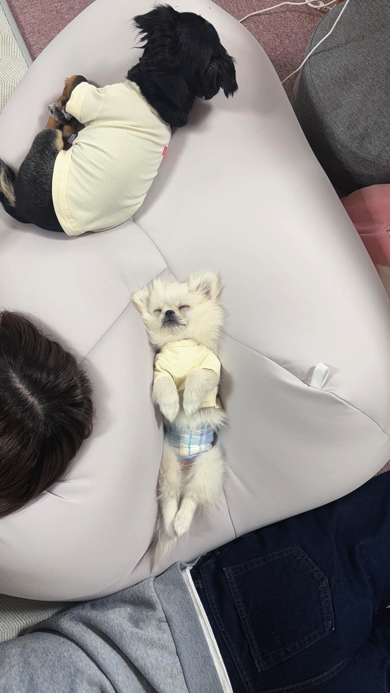 100点満点のリラックス姿を見せるタンポポくん