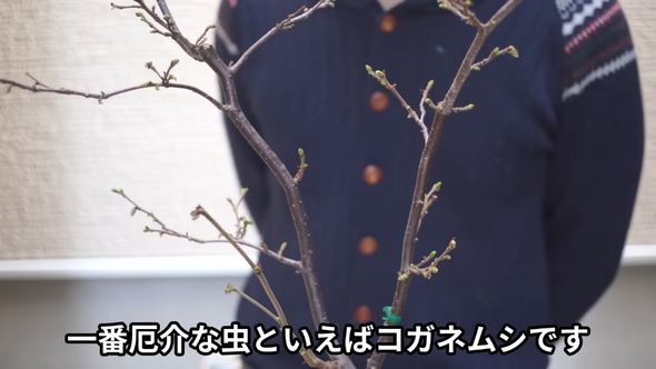 植物を食い荒らすコガネムシの防除方法を紹介