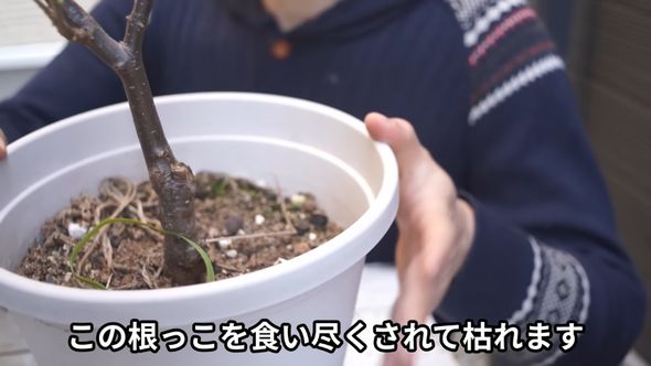 鉢植えの植物はコガネムシに食べ尽くされ枯れてしまう