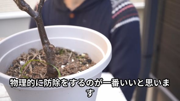 卵を産み付けられないようにするのが大事