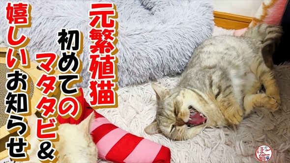 保護猫に初めてのマタタビをあげたら