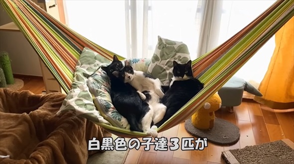 保護猫に初めてのマタタビをあげたら