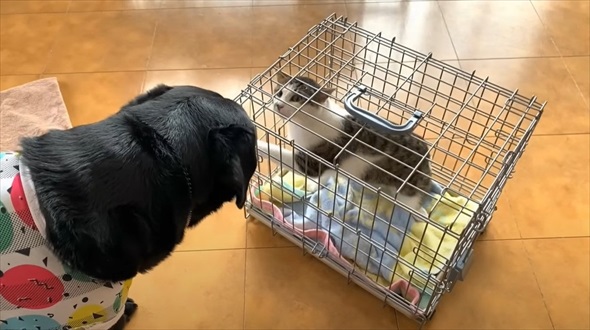 保護猫に初めてのマタタビをあげたら