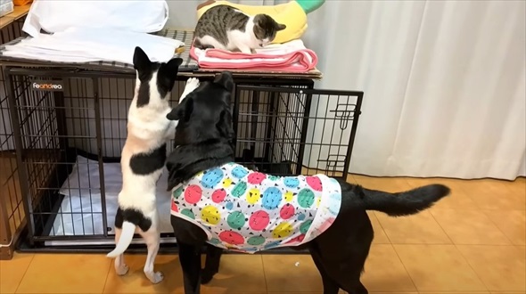 保護猫に初めてのマタタビをあげたら