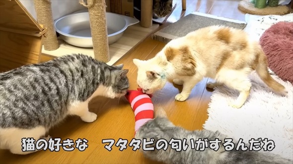 保護猫に初めてのマタタビをあげたら