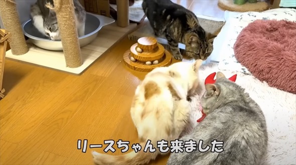 保護猫に初めてのマタタビをあげたら