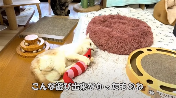 保護猫に初めてのマタタビをあげたら