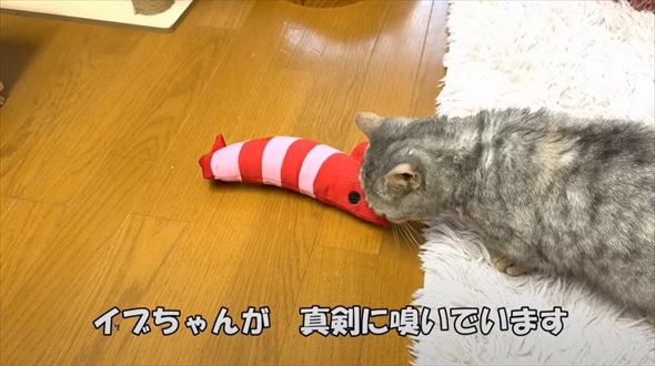 保護猫に初めてのマタタビをあげたら